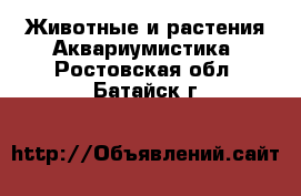 Животные и растения Аквариумистика. Ростовская обл.,Батайск г.